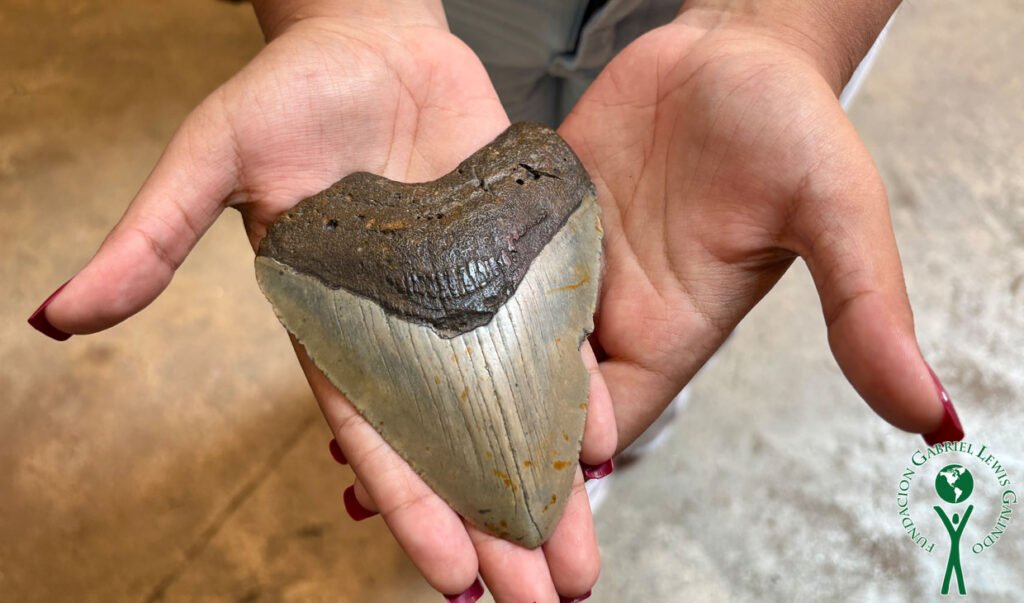 LET Program visita el BioMuseo